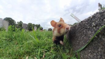 Natuurverenigingen willen betere bescherming wilde hamster en starten rechtszaak tegen Vlaamse Overheid