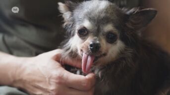 46 honden weggehaald bij broodfokker in Rijkhoven