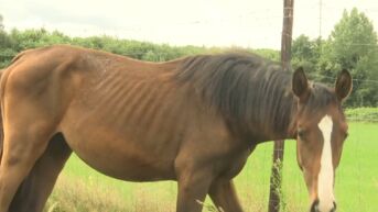 Vogel- en zoogdierenopvangcentrum vangt zwaar ondervoede paarden op