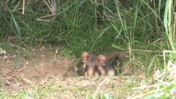Vier nieuwe burchten van wilde hamsters ontdekt in Tongeren