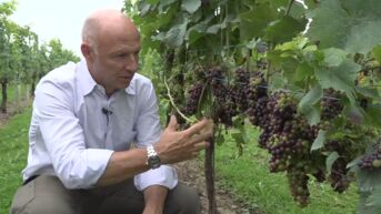 Limburgse wijnboeren gaan een goed jaar tegemoet