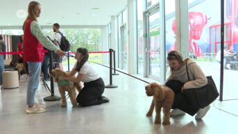 Studenten kunnen campushonden knuffelen aan UCLL