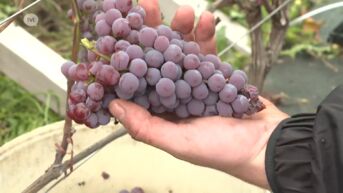 Eerste druiven geoogst op Corda Campus