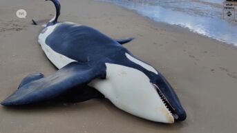 Frederik Thoelen: 'Eerste keer dat orka aanspoelt op onze kust'