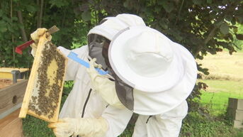 PXL start proefproject met artificiële intelligentie om bijen te redden
