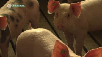 Weinig Limburgse varkensboeren kiezen voor een vrijwillige uitstap uit het beroep