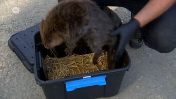 Truiense Animal Rescue Service breidt activiteiten uit naar Leuven