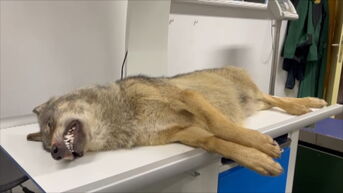 Opnieuw wolf doodgereden op de Noord-Zuid