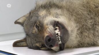 Opnieuw wolf doodgereden op Noord-Zuid in Helchteren