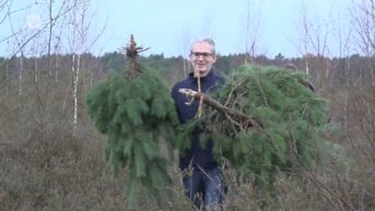 Gezinnen mogen kerstboom meenemen in ruil voor uurtje werk in Nationaal Park Hoge Kempen