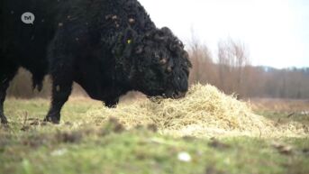 Natuurorganisatie gaat tot bij de stier op eiland in Maas