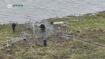 Reddingsactie geslaagd: stier verdoofd en van eilandje in Maas gehaald