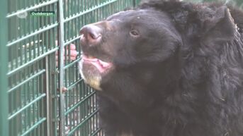 Geen winterslaap voor beer in Natuurhulpcentrum: Yampil verhuist naar Schotland