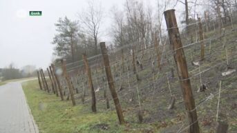 Wijnbouwer MineWine test of vervuilde grond terrils ook voor verontreiniging in druiven zorgt