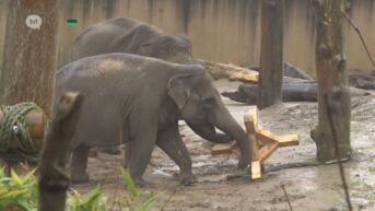 Truiense leerlingen maken houten speelgoed voor olifanten zoo Planckendael