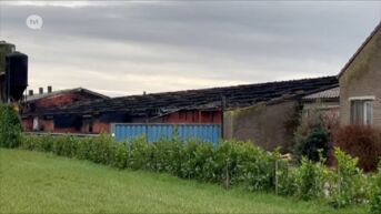 300 varkens komen om bij brand in Bocholt