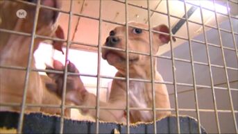 Onderkoelde en zieke honden: Het Hezehof verliest erkenning na meerdere overtredingen