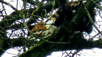 Kat zit al drie dagen lang vast in boom in Dilsen-Stokkem