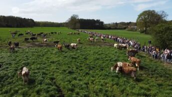 Koeiendans onthult vers lentegras in Oudsbergen