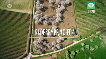 30 jaar TVL: Bloesempracht