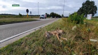 'Wolf heeft vertegenwoordiger nodig bij wegenwerken in Limburg'