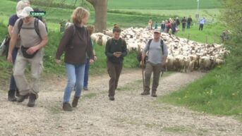 800 schapen zorgen voor zaadoverdracht tussen natuurgebieden