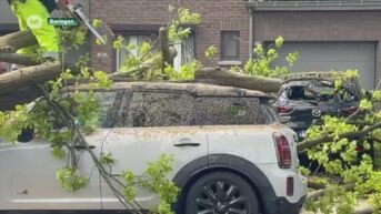 Ontwortelde boom vernielt auto in Koersel