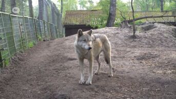 Natuurhulpcentrum vangt 12 jaar oude wolvin op
