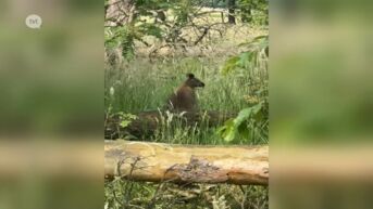 Ontsnapte wallaby huppelt rond in Hobos in Pelt