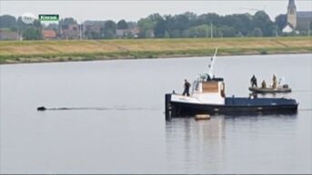 Paard en ruiter in de Maas in Kinrooi