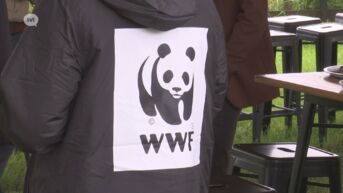 WWF wil otters, edelherten en zeearenden naar Limburg halen