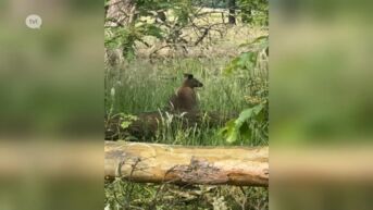 Ontsnapte wallaby uit Hechtel terug thuis