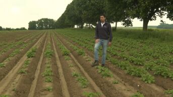 Aanhoudende regen is groot probleem voor boeren: komt voedselvoorziening in het gedrang?