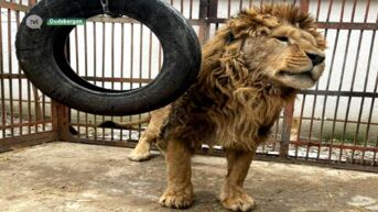 Natuurhulpcentrum wil leeuw in Oekraïne redden met crowdfunding