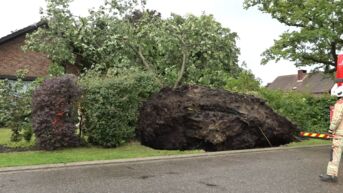 Boom valt op huis in Hasselt tijdens kort maar krachtig onweer