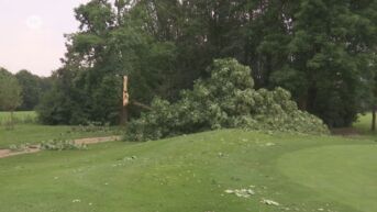 40 bomen omgewaaid aan golfclub Hasselt, brandweer is ook vandaag nog bezig met opruimen stormschade
