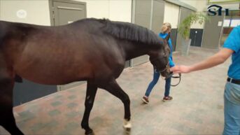 Equitom in Lummen stoomt paarden klaar voor Olympische Spelen