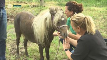 Brandweer redt paardje uit put in Lanaken