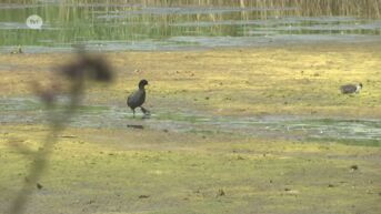 Watervogels dupe van dijkbreuk in Hageven
