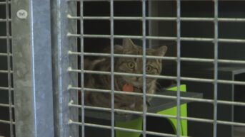 Dierenpolitie Sint-Truiden neemt 21 verwaarloosde honden en katten in beslag