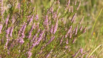 Limburgse heide is vroeger en dieper paars