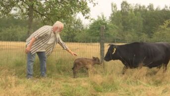 Uitzonderlijk kalfje geboren in Zutendaal