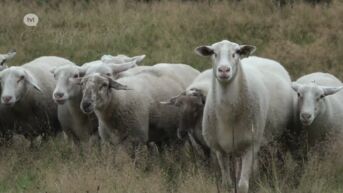 Effecten blauwtongvirus nog jaren merkbaar