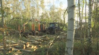 Actievoerders beschuldigen Tessenderlo van belangenvermenging bij het omhakken van de bomen in Kolmenveld