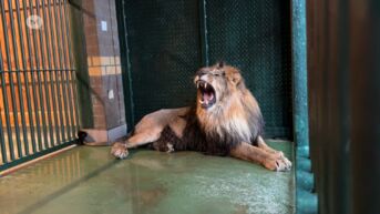 Natuurhulpcentrum vangt Oekraïense oorlogsleeuw op