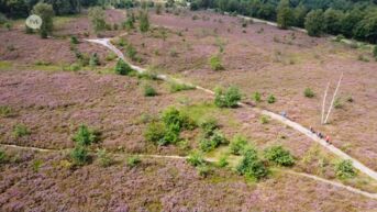 Extra Limburgse attractie: heide staat mooi in bloei