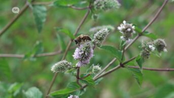 Klimaatopwarming: minder wespen en insecten door langdurige regenval