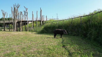 Tapirs van LABIOMISTA krijgen eigen tempel