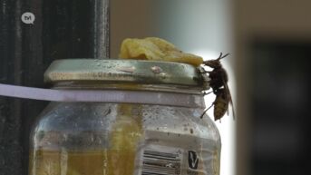 Hasselt bindt de strijd aan met Aziatische hoornaar