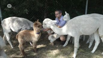 Bocholtse alpacafokkerij viert 25ste verjaardag